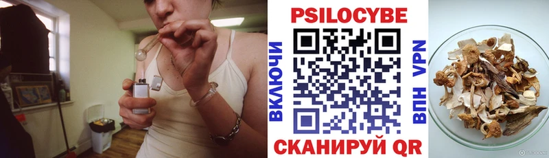 где найти   Красногорск  Галлюциногенные грибы Psilocybine cubensis 